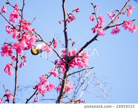 櫻花 櫻花 28959333