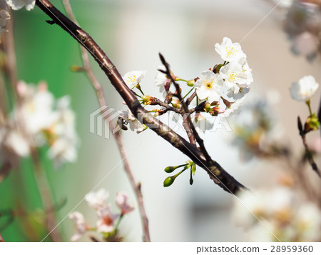 櫻花 28959360