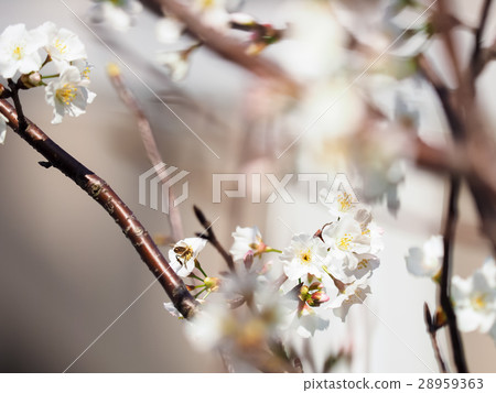 Cherry blossoms Cherry blossoms 28959363