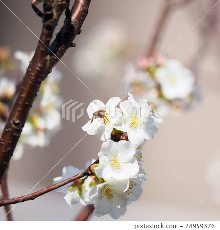 Cherry blossoms Cherry blossoms 28959376