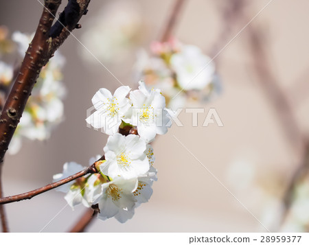 Cherry blossoms  28959377