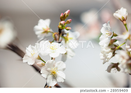 Cherry blossoms Cherry blossoms 28959409