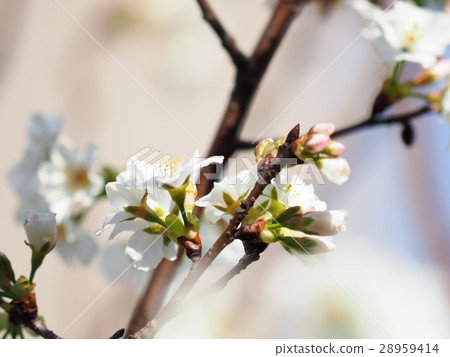 Cherry blossoms  28959414