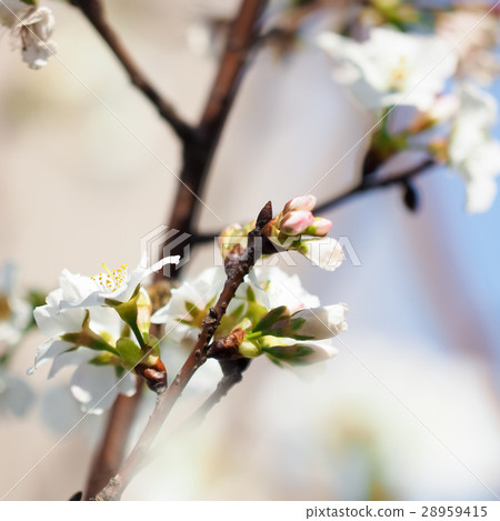 Cherry blossoms  28959415