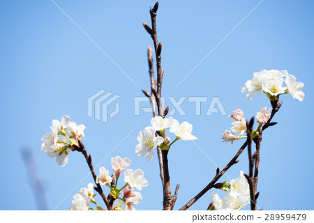 櫻花 櫻花 28959479