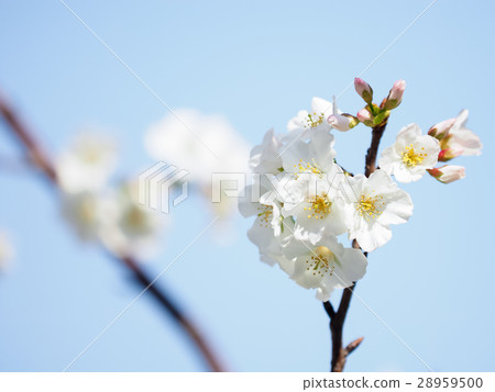 櫻花 櫻花 28959500