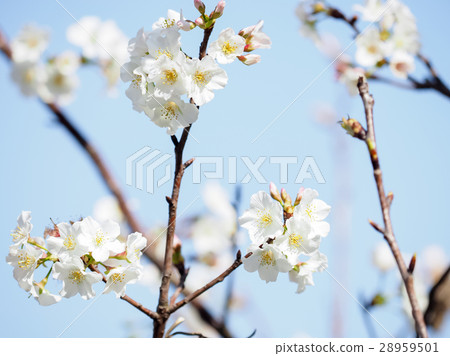 櫻花 櫻花 28959501