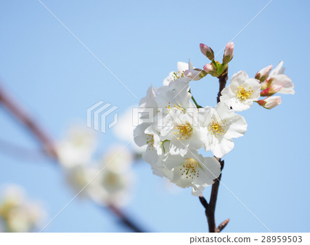 櫻花 28959503