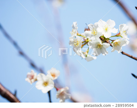 櫻花 28959504