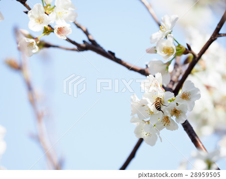 櫻花 櫻花 28959505