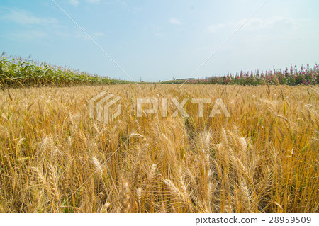 台灣台南學甲小麥田 28959509