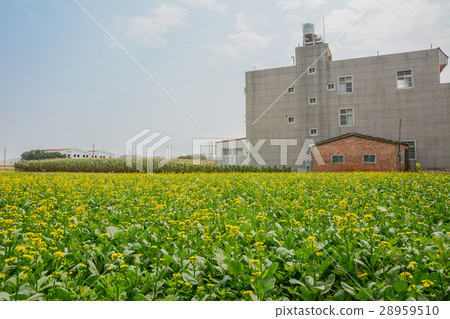 台灣台南學甲油菜花田 28959510