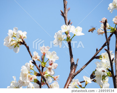 櫻花 櫻花 28959534
