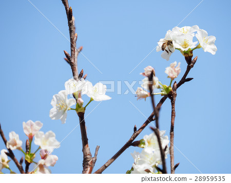 櫻花 櫻花 28959535