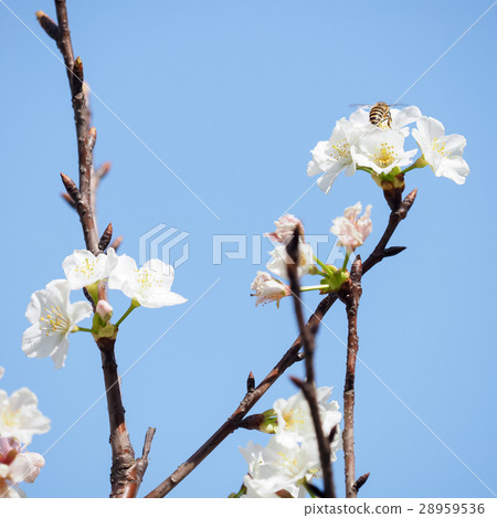 Cherry blossoms  28959536
