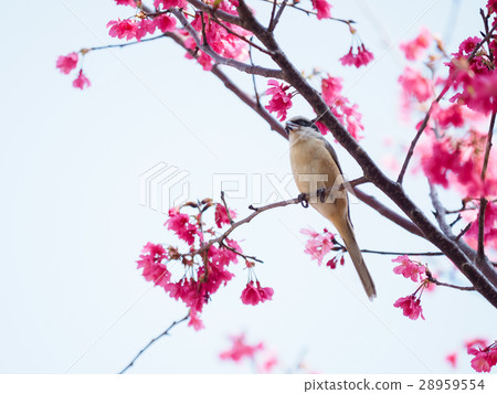 Cherry blossoms Cherry blossoms 28959554