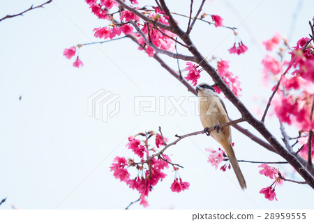 Cherry blossoms Cherry blossoms 28959555