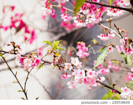 Cherry blossoms Cherry blossoms 28959609