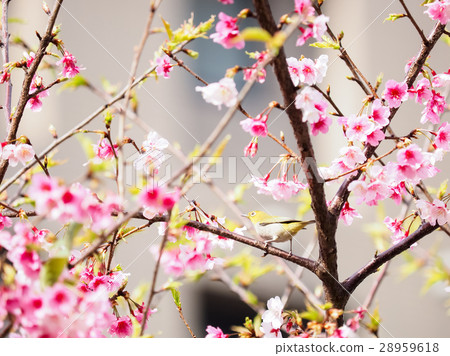 櫻花 櫻花 28959618