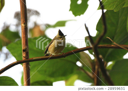 冠羽畫眉 28959631
