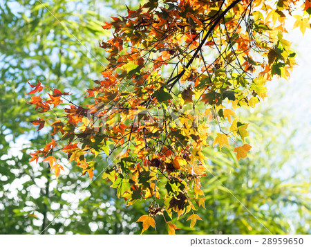 楓葉 楓葉 28959650