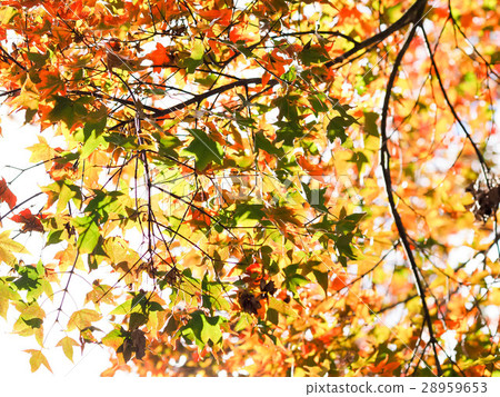 Maple leaf Maple leaf 28959653