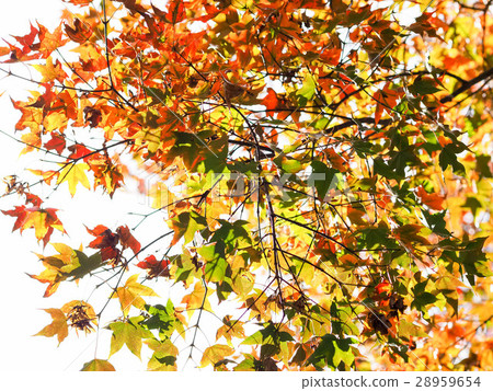 Maple leaf Maple leaf 28959654