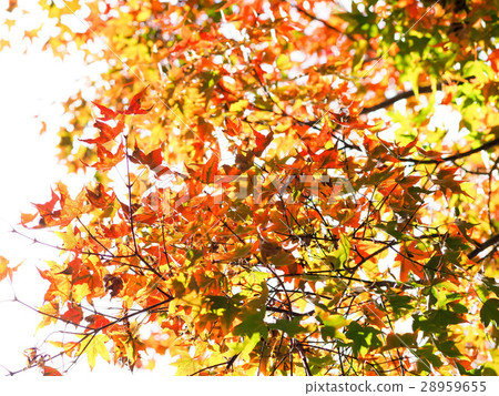 Maple leaf Maple leaf 28959655