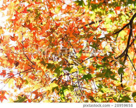 Maple leaf Maple leaf 28959658