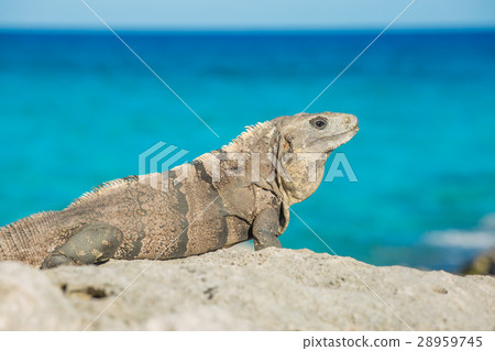 Iguana in wildlife. Cancun, Mexico 28959745