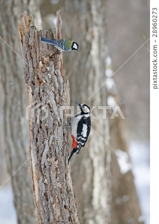 Akagera and tits Great Spotted Woodpecker Akagera and tits Great Spotted Woodpecker 28960273