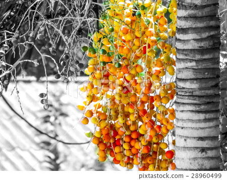 colorful of palm tree when ripe 28960499