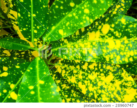 Croton,Codiaeum, is plant to decor in garden Croton,Codiaeum, is plant to decor in garden 28960747