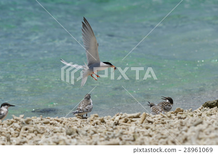 Parent Venice who returned to divide feeds to Pinus voniasis 28961069