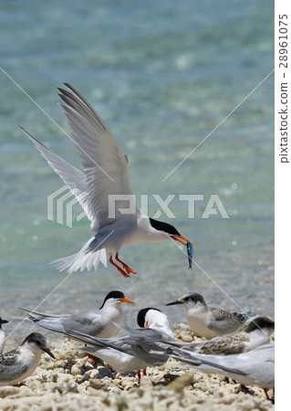 Parent Venice who returned to divide feeds to Pinus voniasis 28961075