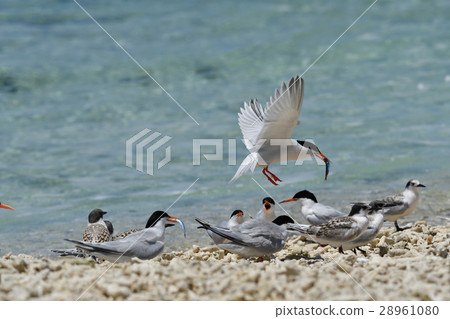 父母威尼斯回歸分裂飼料到Pinus voniasis 父母威尼斯回歸分裂飼料到Pinus voniasis 28961080