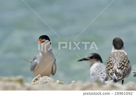 Vennadia and young birds 28961092
