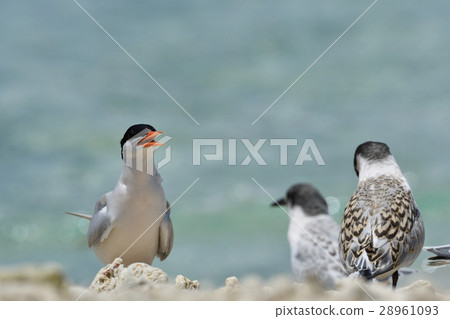 Vennadia and young birds 28961093