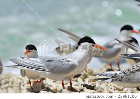 Veniasis群 Veniasis群 28961100