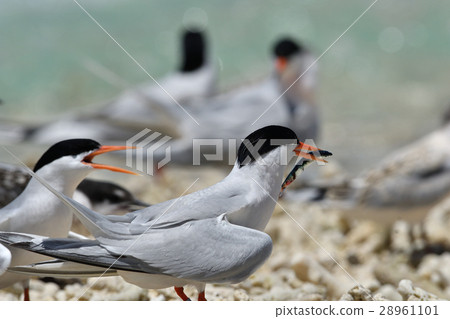 Flock of Veniasis 28961101