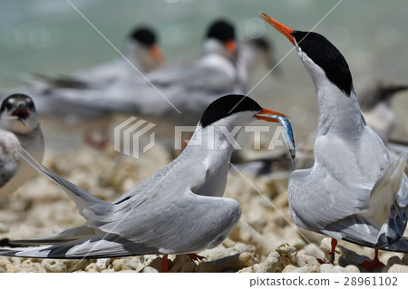 Venice with small fish 28961102