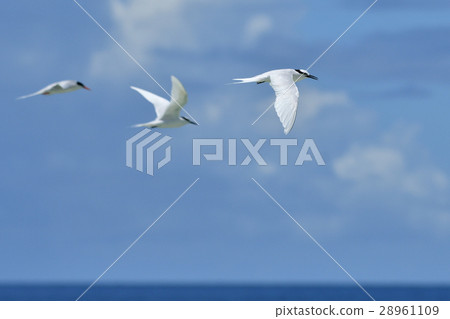 Eriro燕鷗愉快地飛行 28961109