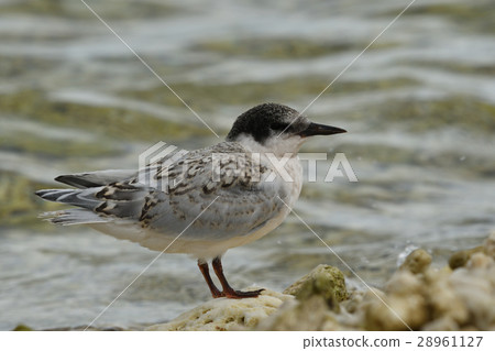 Young Venice 28961127