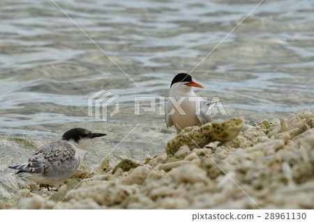 Vennadia and young birds 28961130