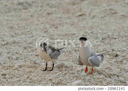 Parent and child of Venia tsashi 28961141