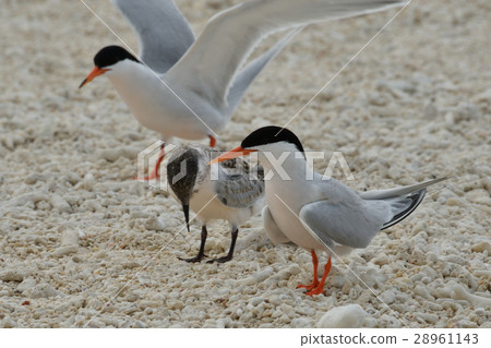 Parent and child of Venia tsashi 28961143