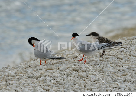 Vennadia and young birds 28961144