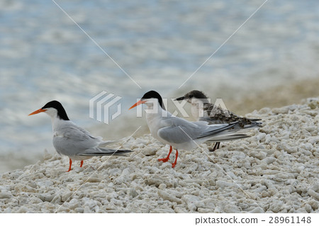 Vennadia and young birds 28961148