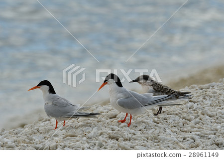 Vennadia and young birds 28961149