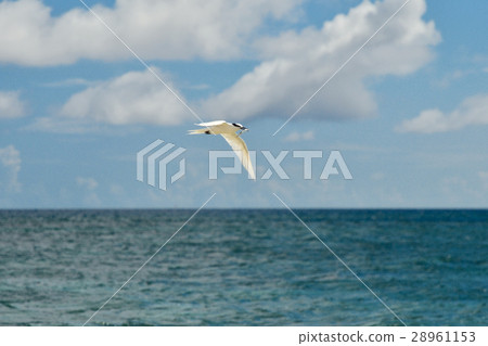 Eriro terns containing small fish 28961153